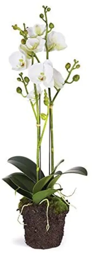 23" Phalaenopsis Drop In