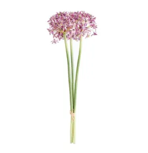ALLIUM STEM BUNDLE