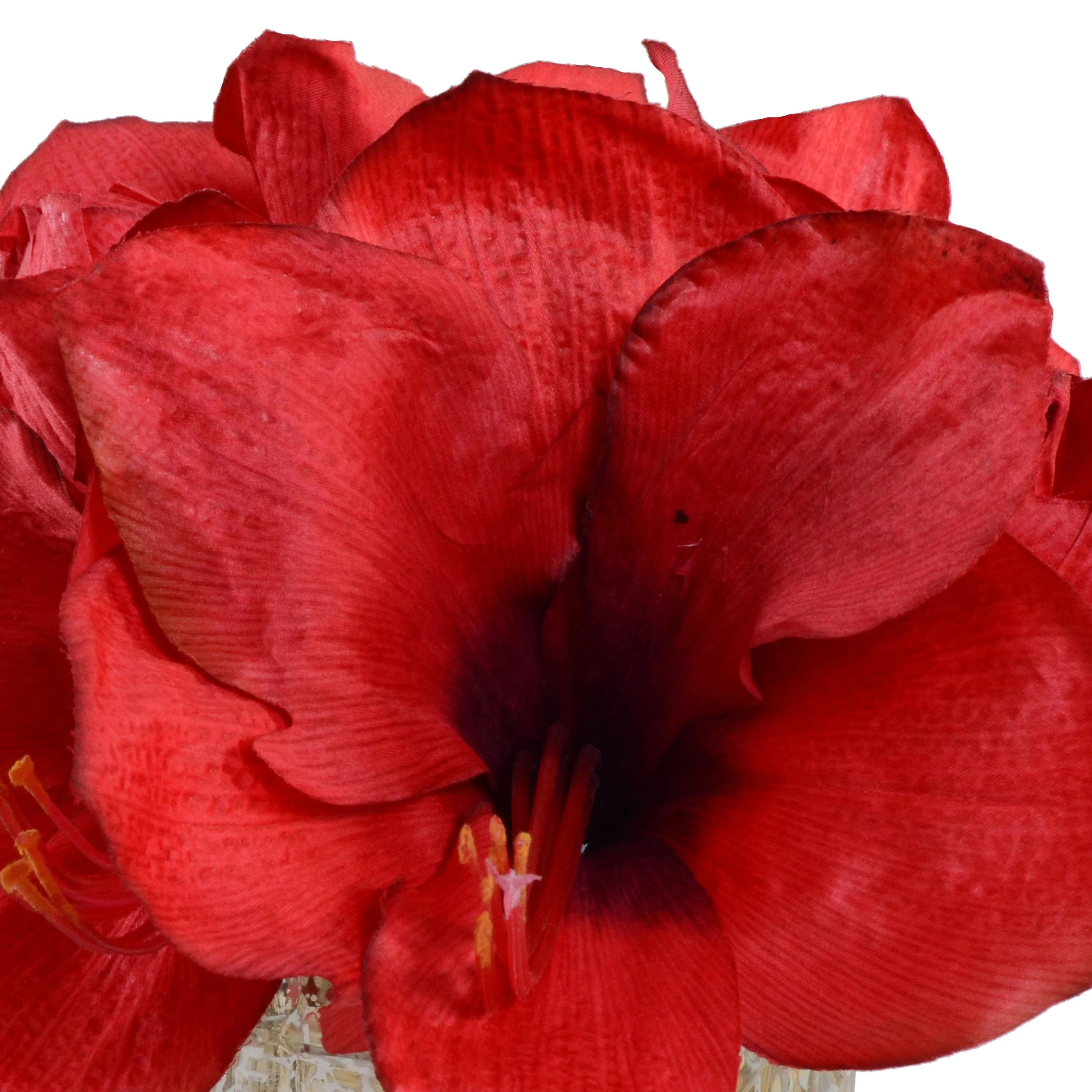 Amaryllis Cutting 9"H