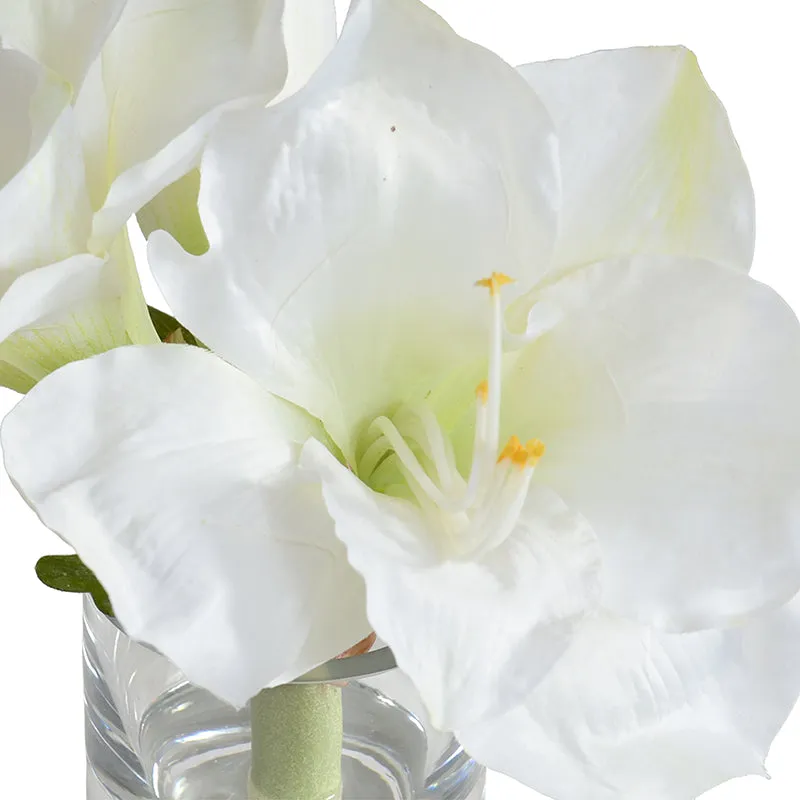 Amaryllis Cutting 9"H