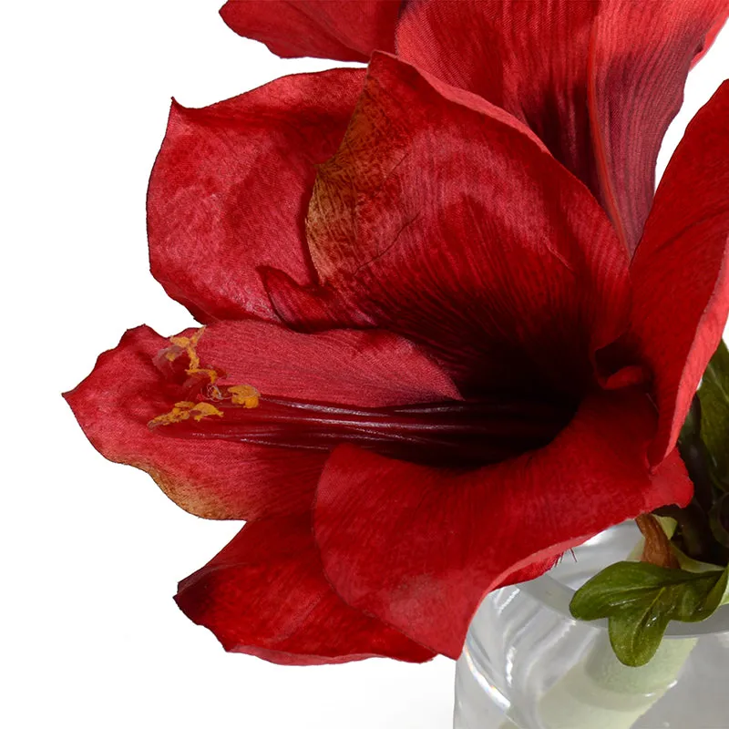 Amaryllis Cutting 9"H