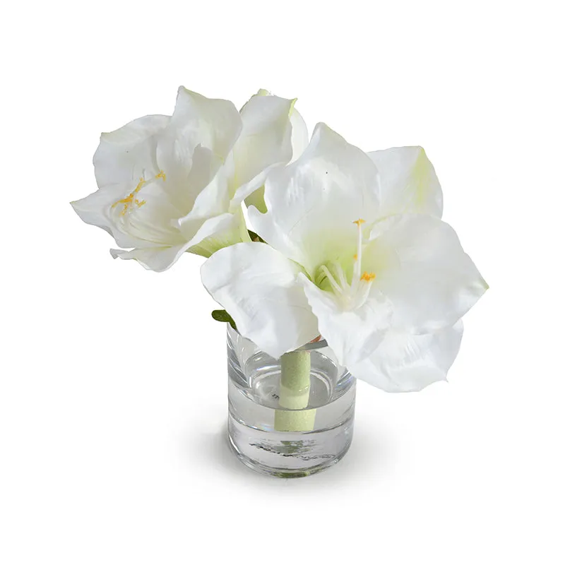 Amaryllis Cutting 9"H