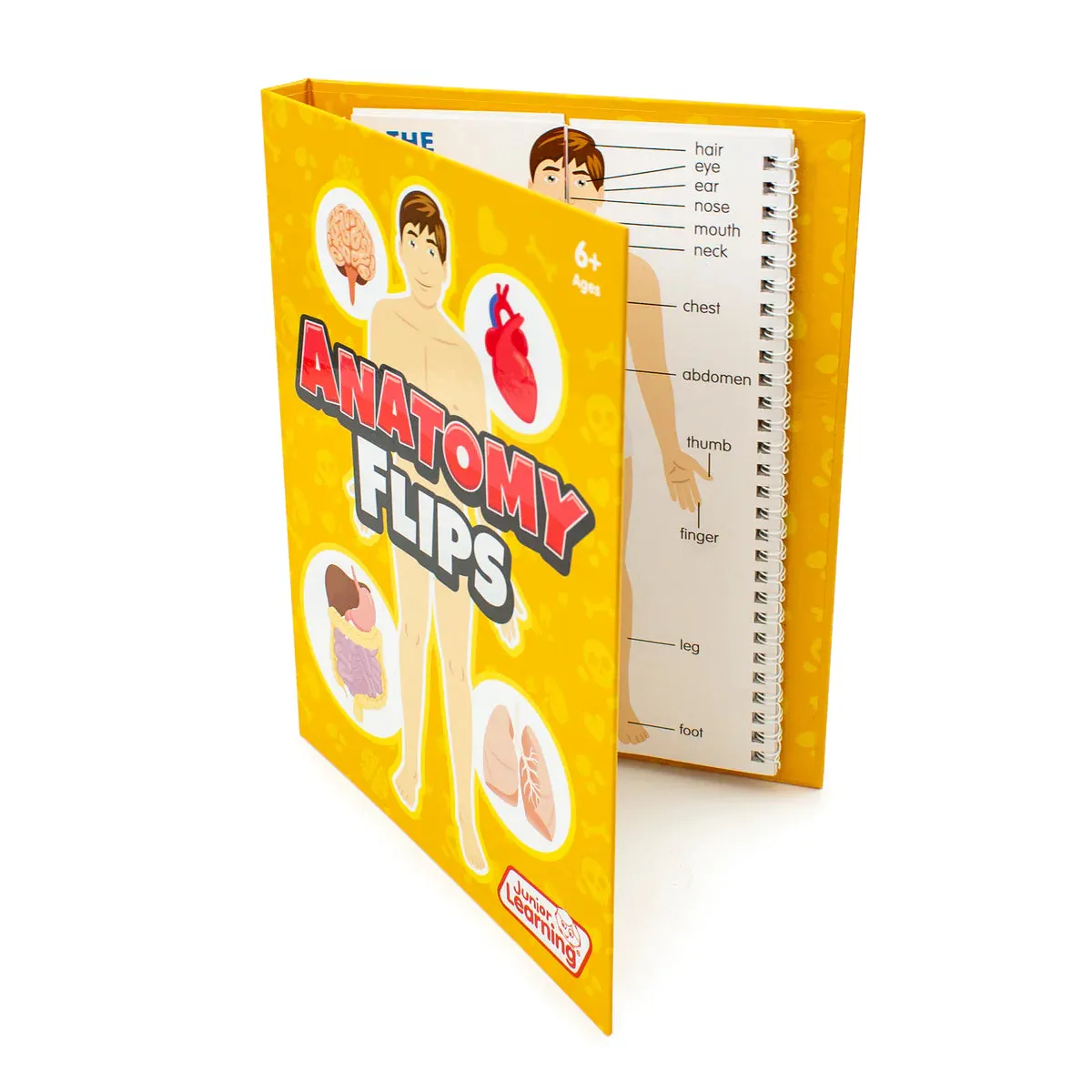 Anatomy Flips (JL647)