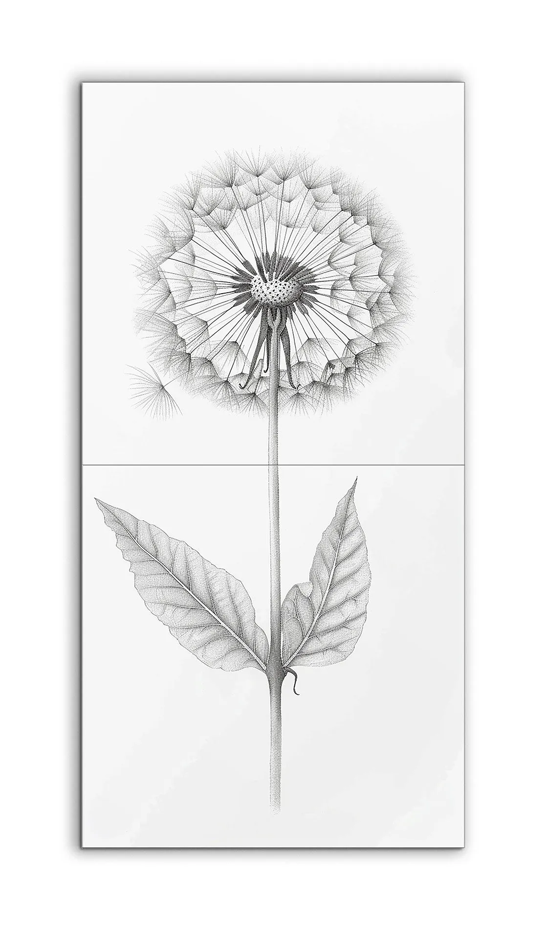 Dandelion Dreams: Monochrome Botanical Art