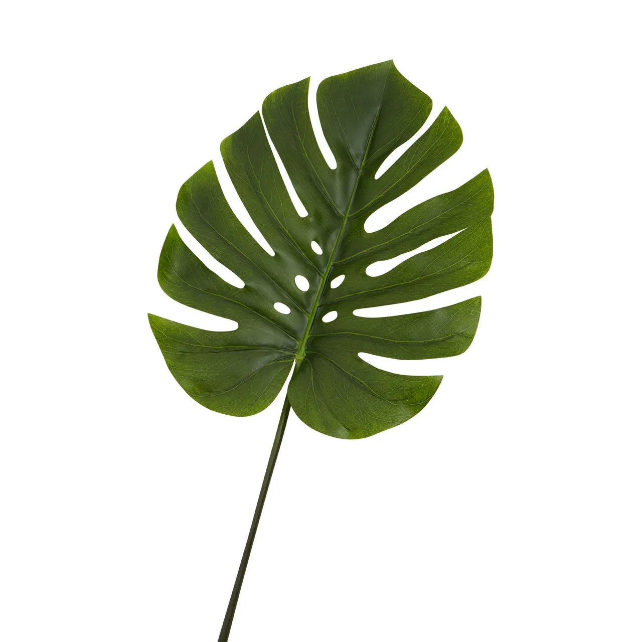 Fiori Green Stem Monstera Palm - 109cm
