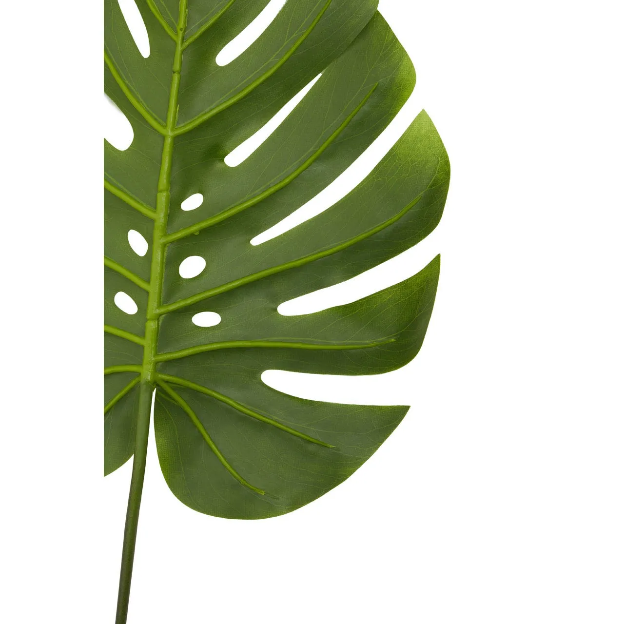 Fiori Green Stem Monstera Palm - 109cm
