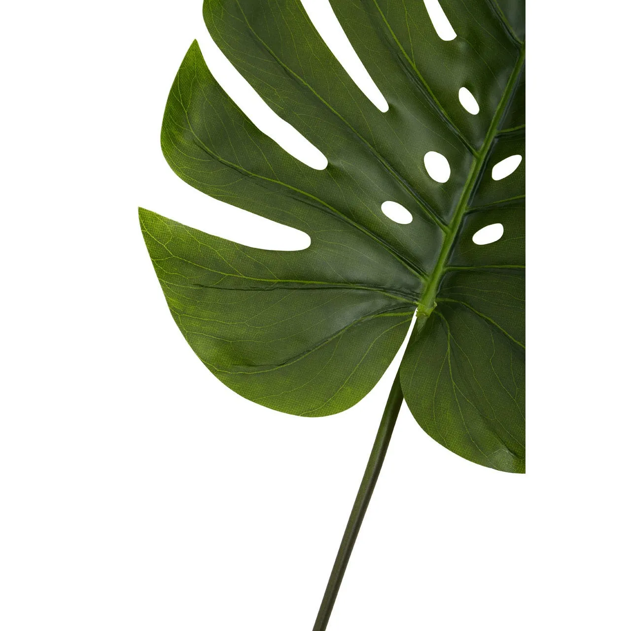 Fiori Green Stem Monstera Palm - 109cm
