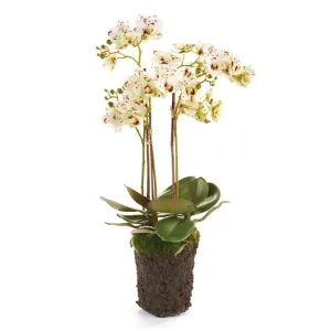 PHALAENOPSIS ORCHID DROP-IN 20" BY NAPA HOME & GARDEN